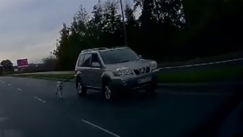 Pronari i pandërgjegjshëm e shëtiti qenin që e ka lidhur për veturë (Video)