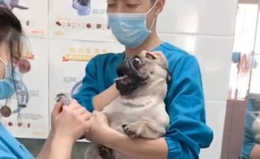 Reagimet qesharake të qenit, derisa veterinerja ia priste thonjtë (Video)