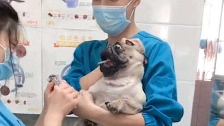 Reagimet qesharake të qenit, derisa veterinerja ia priste thonjtë (Video)