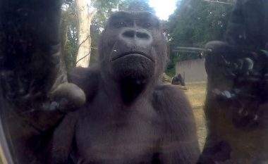 Reagimi i gorillave kur e kuptojnë se në kafazin e tyre ndodhej kamera (Video)