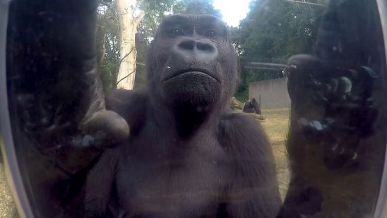 Reagimi i gorillave kur e kuptojnë se në kafazin e tyre ndodhej kamera (Video)