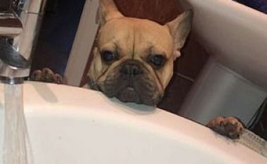 Relaksohej në vaskën me ujë të nxehtë, derisa nuk iu bashkëngjit qeni i shtëpisë (Video)