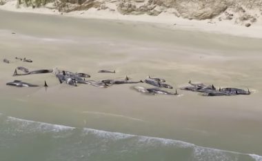 150 balena pilot ngordhin në brigjet e Zelandës së re (Video)