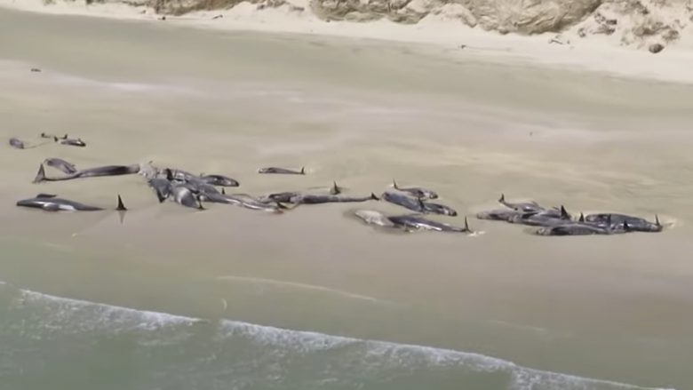 150 balena pilot ngordhin në brigjet e Zelandës së re (Video)