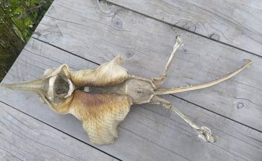 Skeletin misterioz që e nxorën valët e detit, nuk po e njohin as ekspertët e kafshëve (Foto)