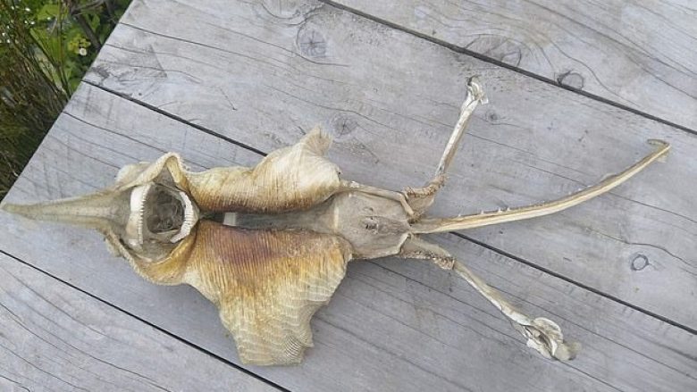 Skeletin misterioz që e nxorën valët e detit, nuk po e njohin as ekspertët e kafshëve (Foto)