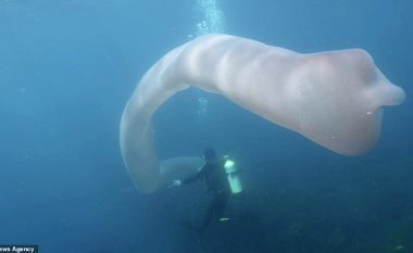 Zhytësit e befasuar me shiritin gjigant, të krijuar nga qindra mijëra mikroorganizma (Video)