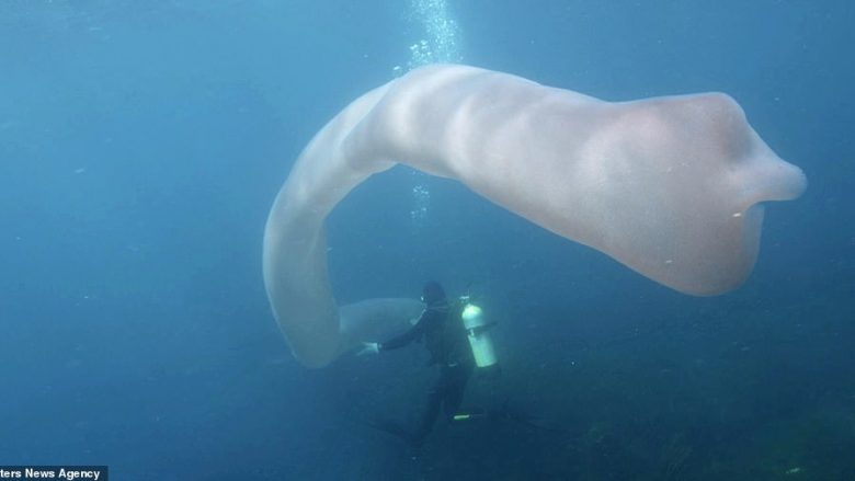 Zhytësit e befasuar me shiritin gjigant, të krijuar nga qindra mijëra mikroorganizma (Video)