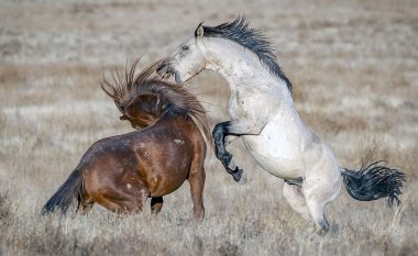 Luftë dramatike mes dy kuajve, në fund duket se fitoi njëri (Foto)