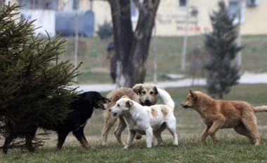 Problemi me qentë endacakë, pikë ushqyese në kampusin universitar në Prishtinë