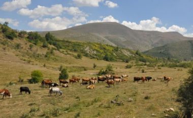 Ia vjedh lopët, arrestohet një person në Malishevë