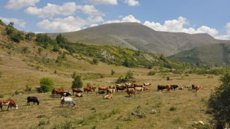 Ia vjedh lopët, arrestohet një person në Malishevë