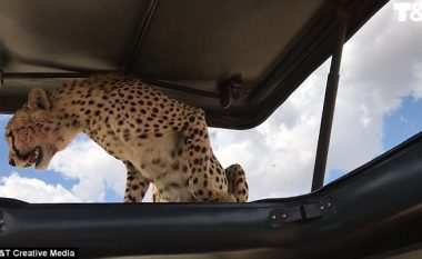 Çita hipën mbi makinë, turistët tmerrohen brenda (Video)