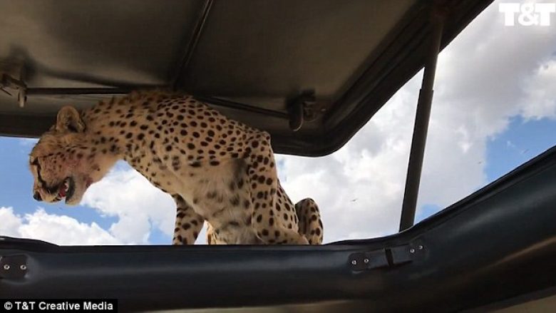 Çita hipën mbi makinë, turistët tmerrohen brenda (Video)