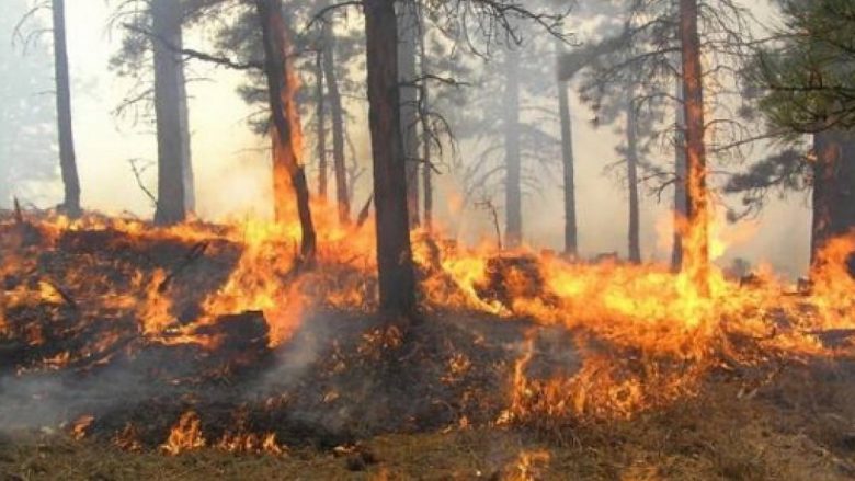 Vazhdon djegia e pyjeve në Kosovë