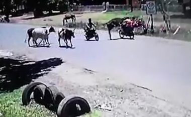 Ndodh edhe kjo, lopa në stilin “Kung Fu” nokauton motoçiklisten në Paraguai (Vide0)