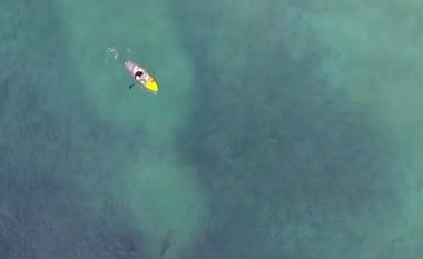 Po bënte “surf” në plazh, droni filmon peshkaqenin gjigant duke notuar afër të riut australian (Video)
