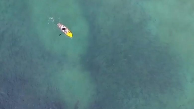 Po bënte “surf” në plazh, droni filmon peshkaqenin gjigant duke notuar afër të riut australian (Video)