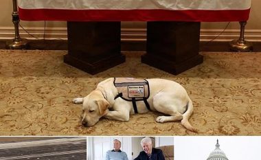 I qëndroi gjithmonë pranë ish-presidentit George H.W. Bush, qeni Sully i jep lamtumirën e fundit pronarit të tij (Foto)