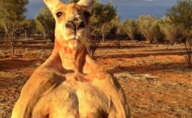 ​Ngordh kanguri i famshëm me muskujt të zhvilluar (Video)