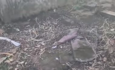 Vërejtën diçka duke lëvizur nën shtëpizën e drurit, vendosin ta ngritin me ekskavator – u habitën kur panë 50 gjarpërinj nga dy metra (Video)
