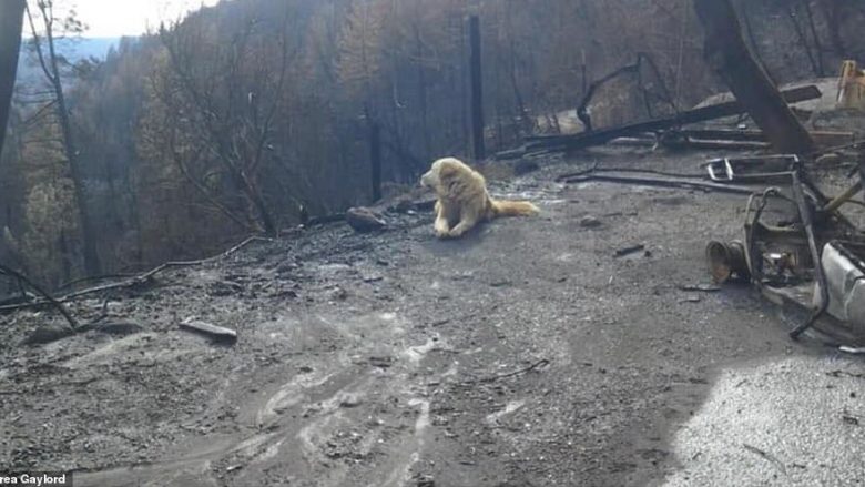 Kthehet pas një muaji në pronën e djegur, qeni besnik ende qëndronte pranë rrënojave të shtëpisë (Video)
