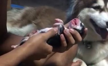 Ktheu në jetë këlyshin nëpërmjet frymëmarrjes artificiale dhe masazhit të zemrës (Video)