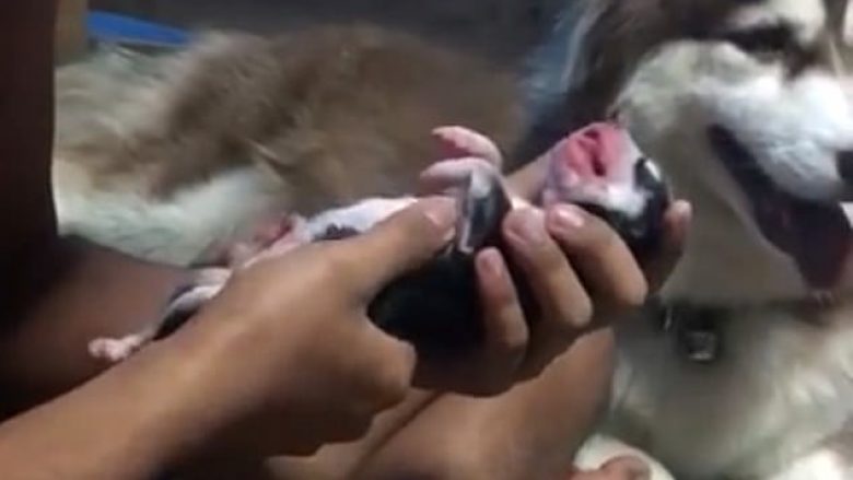 Ktheu në jetë këlyshin nëpërmjet frymëmarrjes artificiale dhe masazhit të zemrës (Video)