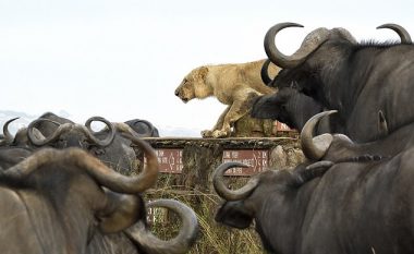 Luani u rrethua me buallë, e shpëtoi grupi tij pas hungërimave që lëshoi (Video)