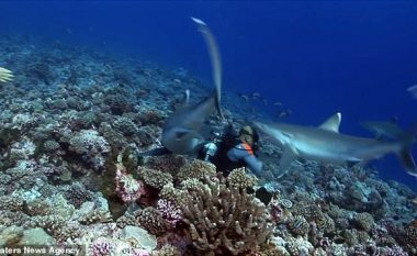 Peshkaqeni ia kafshoi maskën, zhytësi shpëtoi me një lëndim të lehtë (Video)
