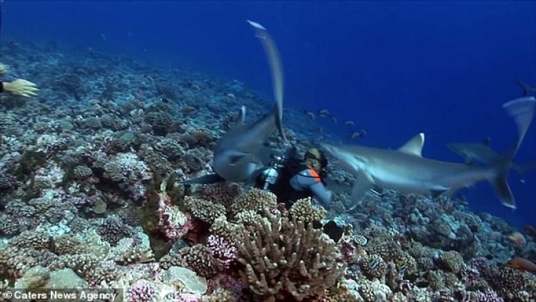 Peshkaqeni ia kafshoi maskën, zhytësi shpëtoi me një lëndim të lehtë (Video)