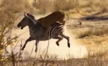 Luani sulmon zebrën dhe përfundimi nuk është ashtu siç ndodh në shumicën e rasteve (Foto)