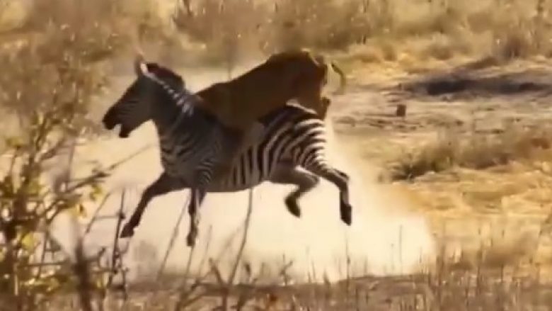 Luani sulmon zebrën dhe përfundimi nuk është ashtu siç ndodh në shumicën e rasteve (Foto)