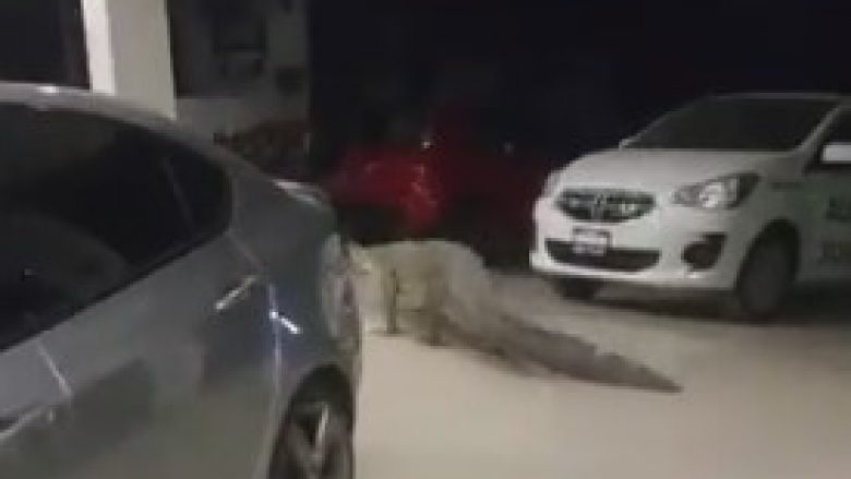 Krokodili i madh ecën me qetësi përmes veturave, në një sallon në Meksikë (Video)