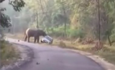 Elefanti përpiqet të përmbysë makinën në një rrugë në Indi (Video)