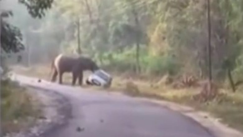 Elefanti përpiqet të përmbysë makinën në një rrugë në Indi (Video)