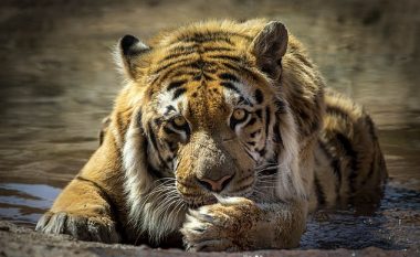 Tigri i vetëm që shpëtoi nga ‘kopshti më i keq zoologjik’ tani gëzon shëndet të plotë (Video)