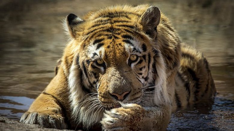 Tigri i vetëm që shpëtoi nga ‘kopshti më i keq zoologjik’ tani gëzon shëndet të plotë (Video)
