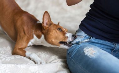 Rreziqet që sjellin qentë e pavaksionuar