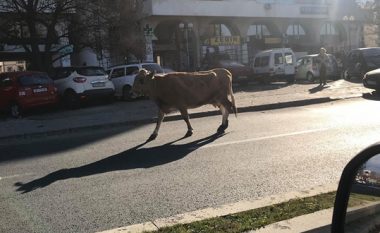 Lopa shëtitet në bulevardin më të frekuentuar në Shkup (Foto)