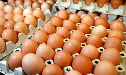 Pas shfaqjes së sëmundjes të murtajës së shpezëve, Kosova ndalon përkohësisht importin e vezëve nga Maqedonia e Veriut