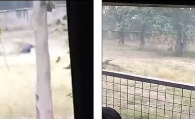 Luanët mbysin burrin në një park në Indi, e gjithë ngjarja ndodhi para syve të dhjetëra vizitorëve (Video, +18)