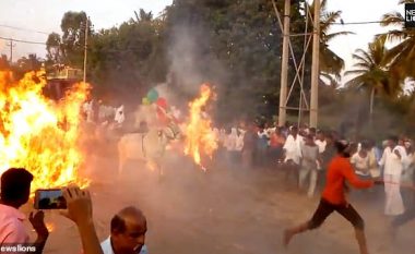 Indi, detyrojnë lopët të ecin nëpër zjarr në një ritual që besojnë se u sjell fat banorëve (Video, +18)