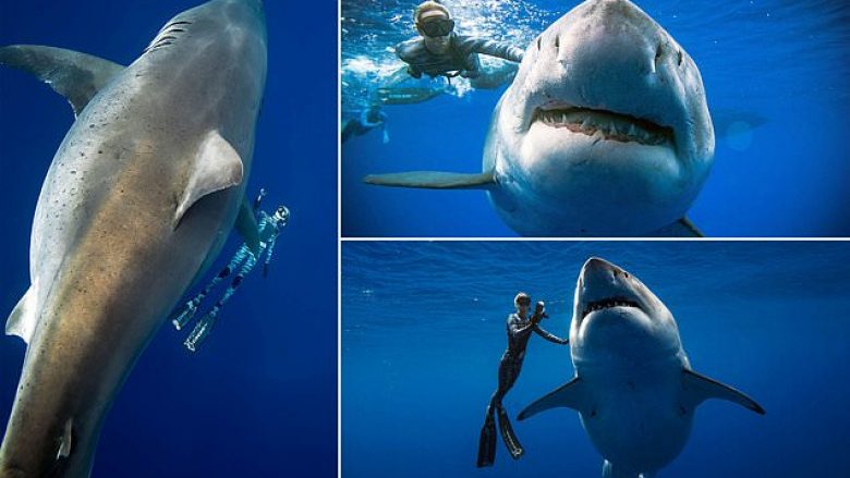 Çifti futet në ujë për ta fotografuar peshkaqenin më të madh në botë (Foto/Video)