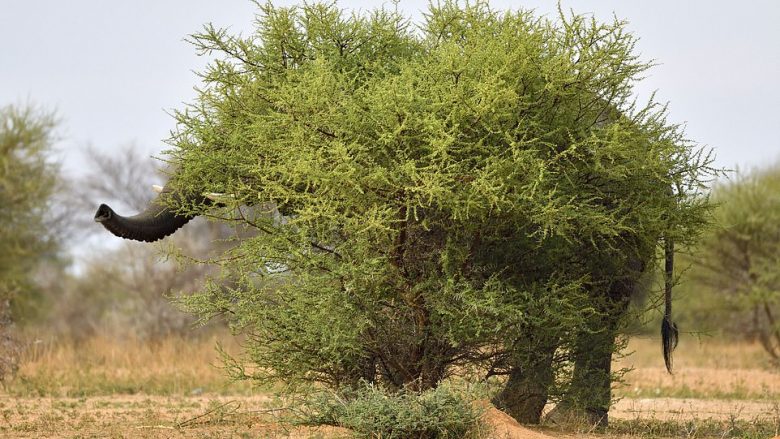 Fotografia e elefantit që po pëlqehet në masë të madhe, u mundua t’i fshihet objektivit të aparatit duke u fshehur prapa shkurreve