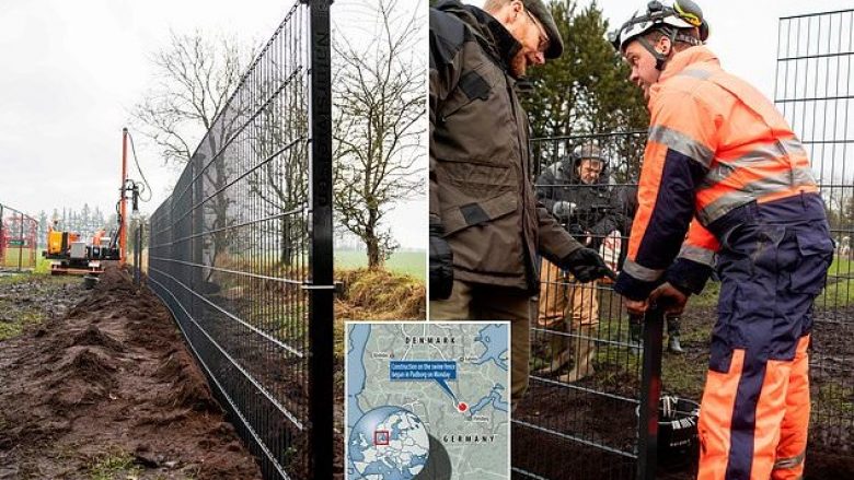 Për të parandaluar futjen e derrave të egër, Danimarka ndërton mur përgjatë vijës kufitare me Gjermaninë (Foto)