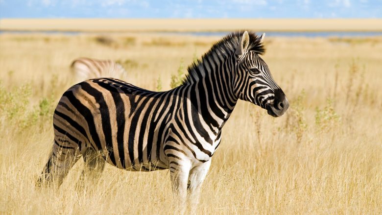 Zebra masakrohet nga 40 krokodilë në parkun kombëtar të Kenias (Foto, +18)