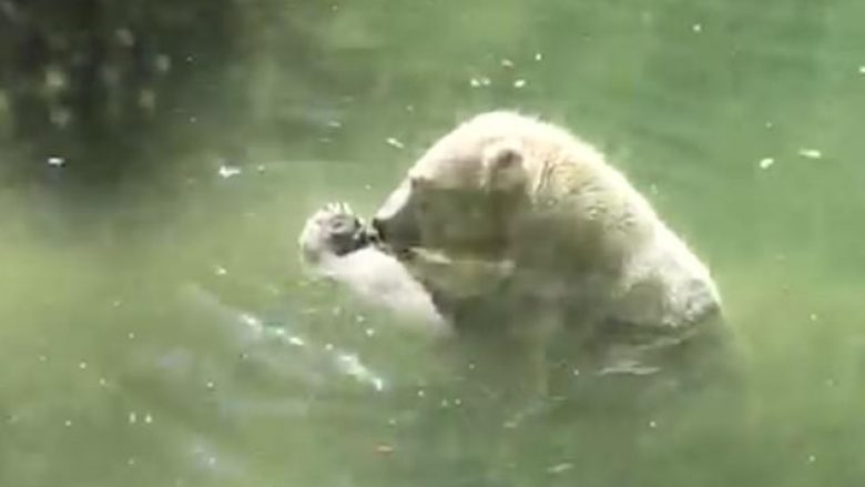 Ariu polar provoi ta kthente në jetë, shpezën që mirëmbajtësi ia hodhi për ta ngrënë (Video)