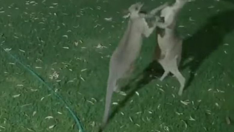 Banorët shikonin nga dritarja, se si dy kangurë rriheshin në oborrin e tyre (Video)