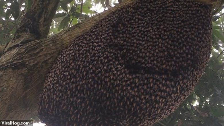 Bletët e egra praktikojnë një rutinë të çuditshme, për frikësimin e insekteve grabitqare (Video)